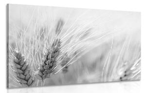 Obraz pole pszenicy w wersji czarno-białej
