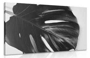 Obraz liść monstery w wersji czarno-białej