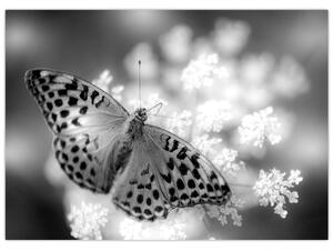Obraz - Szczegół motyla zapylającego kwiat (70x50 cm)