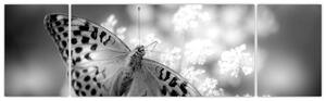 Obraz - Szczegół motyla zapylającego kwiat (170x50 cm)