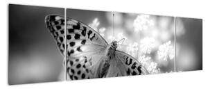 Obraz - Szczegół motyla zapylającego kwiat (170x50 cm)