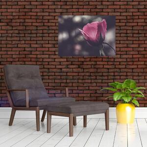 Obraz - Detal kwiatu róży (70x50 cm)