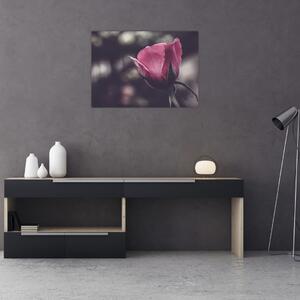 Obraz - Detal kwiatu róży (70x50 cm)