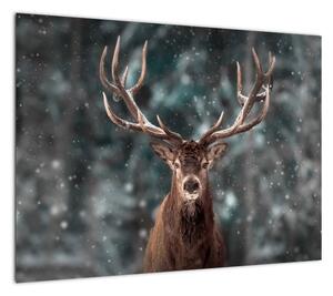 Obraz - Majestatyczność jelenia (70x50 cm)