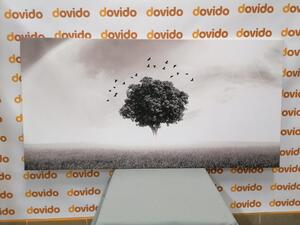 Obraz samotne drzewo na łące w wersji czarno-białej