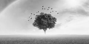 Obraz samotne drzewo na łące w wersji czarno-białej