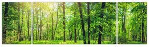 Obraz - Wiosenny las liściasty (170x50 cm)