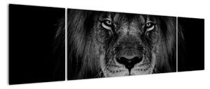 Obraz - lew i jego majestatyczność (170x50 cm)