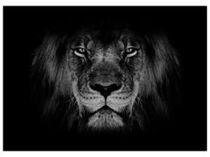 Obraz - lew i jego majestatyczność (70x50 cm)