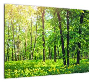 Obraz - Wiosenny las liściasty (70x50 cm)
