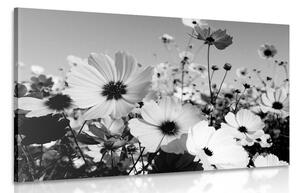 Obraz łąka wiosennych kwiatów w wersji czarno-białej