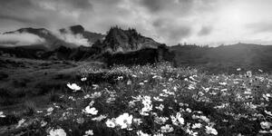 Obraz łąka kwitnących kwiatów w wersji czarno-białej