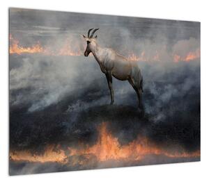 Obraz kozicy w płomieniach (70x50 cm)