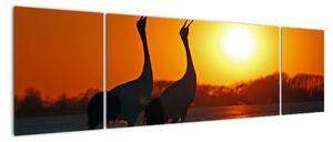 Obraz ptaków o zachodzie słońca (170x50 cm)