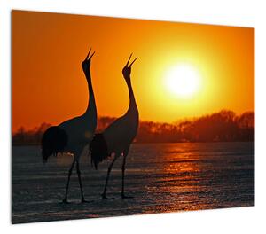 Obraz ptaków o zachodzie słońca (70x50 cm)