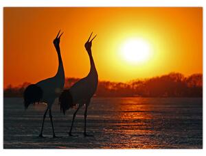 Obraz ptaków o zachodzie słońca (70x50 cm)