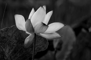 Obraz delikatny kwiat lotosu w wersji czarno-białej