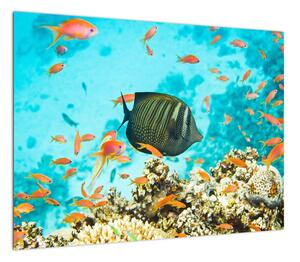 Obraz podwodnego świata (70x50 cm)