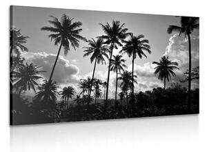 Obraz palmy kokosowe na plaży w wersji czarno-białej