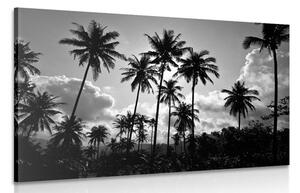 Obraz palmy kokosowe na plaży w wersji czarno-białej