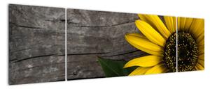Obraz - Kwiat słonecznika (170x50 cm)