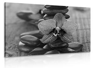 Obraz orchidea i kamienie Zen w wersji czarno-białej