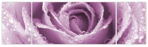 Obraz szczegółu kwiatu róży (170x50 cm)