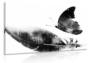 Obraz piórko z motylem w wersji czarno-białej