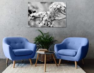 Obraz kwiat wiśni w wersji czarno-białej