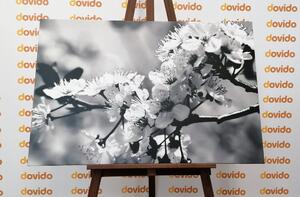 Obraz kwiat wiśni w wersji czarno-białej