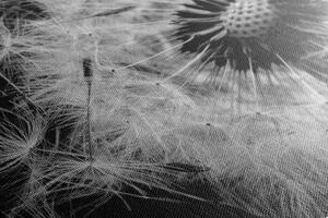 Obraz nasiona mniszka lekarskiego w wersji czarno-białej