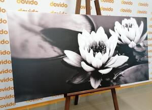 Obraz kwiat lotosu w jeziorze w wersji czarno-białej