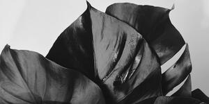 Obraz czarno-biały liść monstery