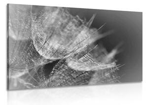Obraz czarno-białe makro mniszek lekarski na tle