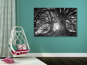 Obraz majestatyczne drzewa w wersji czarno-białej