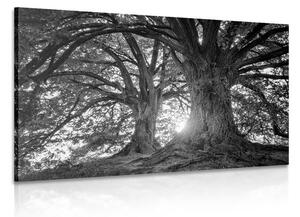 Obraz majestatyczne drzewa w wersji czarno-białej