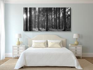 Obraz poranek w lesie w wersji czarno-białej