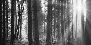 Obraz las skąpany w słońcu w wersji czarno-białej