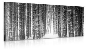 Obraz las pokryty śniegiem w wersji czarno-białej