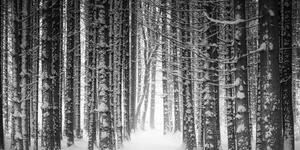 Obraz las pokryty śniegiem w wersji czarno-białej