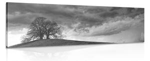 Obraz czarne i białe samotne drzewa