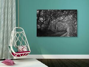 Obraz czarno-biały las