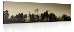 Obraz las w sepii
