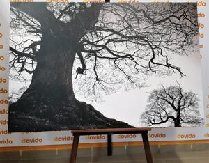 Obraz symbioza drzew w wersji czarno-białej