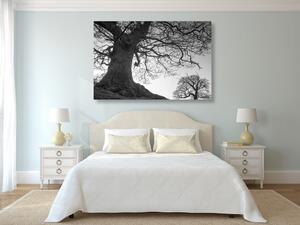 Obraz symbioza drzew w wersji czarno-białej