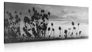 Obraz źdźbła trawy na polu w wersji czarno-białej