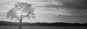 Obraz samotne drzewo w wersji czarno-białej