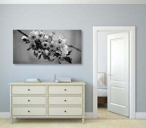 Obraz gałązka kwitnącej wiśni w wersji czarno-białej