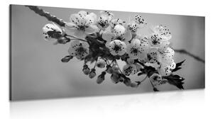 Obraz gałązka kwitnącej wiśni w wersji czarno-białej