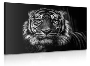 Obraz tygrys w wersji czarno-białej